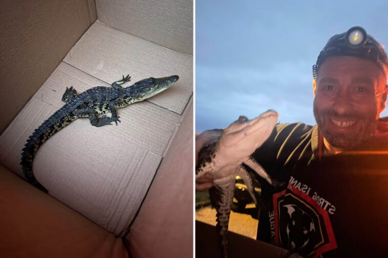crocodile-found-on-long-island-nature-preserve-walking-trail-—-$1k-offered-for-arrest-in-illegal-dumping