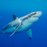 ‘devoted’-father-and-grandfather-to-be-swimming-at-popular-beach-killed-in-suspected-fatal-shark-attack