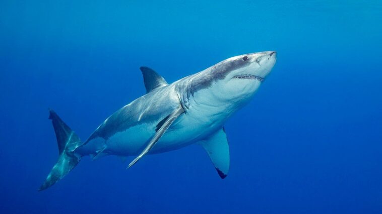 ‘devoted’-father-and-grandfather-to-be-swimming-at-popular-beach-killed-in-suspected-fatal-shark-attack