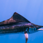 650-pound-blue-marlin-caught-off-san-diego-coast-breaks-state-fishing-record