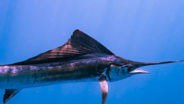 650-pound-blue-marlin-caught-off-san-diego-coast-breaks-state-fishing-record