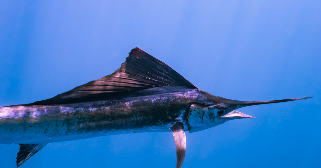650-pound-blue-marlin-caught-off-san-diego-coast-breaks-state-fishing-record