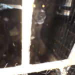 california-animal-rescue-operator-charged-with-felonies-for-alleged-‘inhumane-and-unsanitary-conditions’