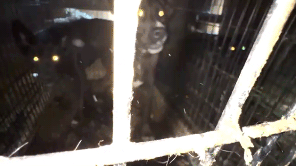 california-animal-rescue-operator-charged-with-felonies-for-alleged-‘inhumane-and-unsanitary-conditions’