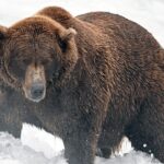 fat-bear-week-bracket-is-set:-meet-the-heavyweights,-underdogs-and-defending-champ-in-this-year’s-tournament