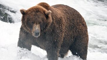 fat-bear-week-bracket-is-set:-meet-the-heavyweights,-underdogs-and-defending-champ-in-this-year’s-tournament