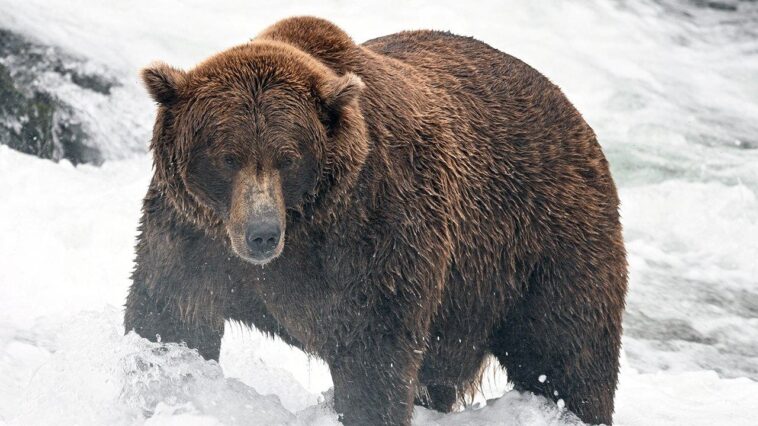 fat-bear-week-bracket-is-set:-meet-the-heavyweights,-underdogs-and-defending-champ-in-this-year’s-tournament