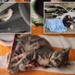 nj-kitten-travels-800-miles-trapped-in-car-bumper-—-till-shocked-driver-spots-this