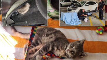 nj-kitten-travels-800-miles-trapped-in-car-bumper-—-till-shocked-driver-spots-this