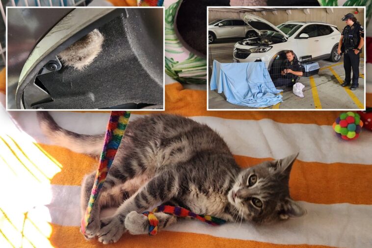nj-kitten-travels-800-miles-trapped-in-car-bumper-—-till-shocked-driver-spots-this