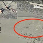tourists-stranded-on-isolated-oregon-beach-after-trying-to-snap-‘dramatic’-photo