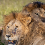 tanzania:-ten-lions-found-dead-of-suspected-poisoning-in-conservation-area