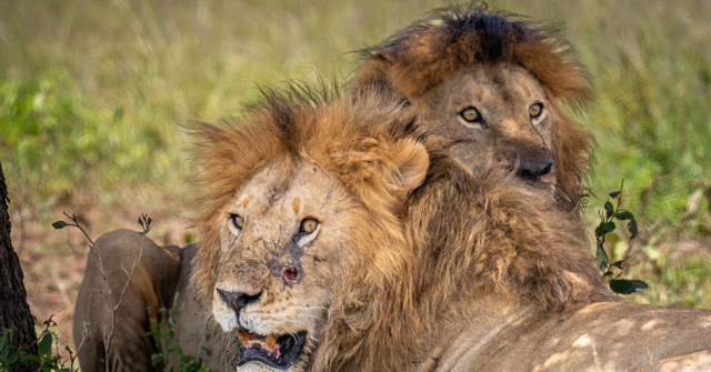 tanzania:-ten-lions-found-dead-of-suspected-poisoning-in-conservation-area