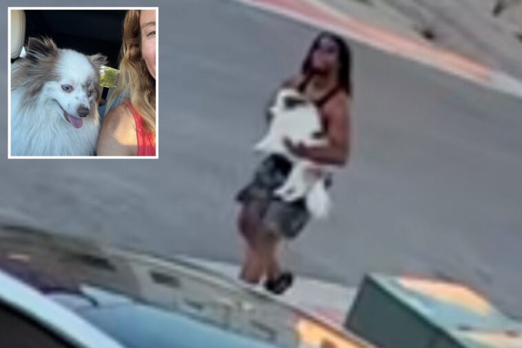 eerie-video-shows-man-chasing-and-abducting-pomeranian-out-of-family’s-driveway