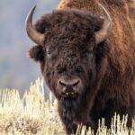 national-park-service-director-calls-yellowstone’s-wild-bison-recovery-an-‘incredible-conservation-story’