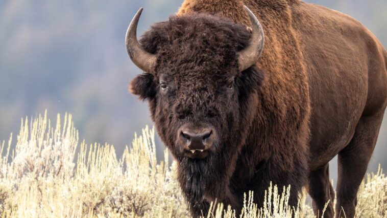 national-park-service-director-calls-yellowstone’s-wild-bison-recovery-an-‘incredible-conservation-story’