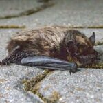 woman-sparks-panicked-search-after-touching-rabid-bat-on-minneapolis-street