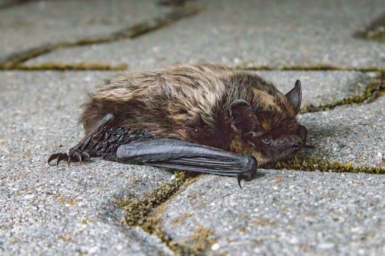 woman-sparks-panicked-search-after-touching-rabid-bat-on-minneapolis-street