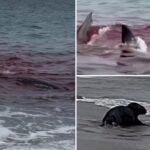 great-white-shark-tears-seal-apart,-turning-serene-nantucket-beach-into-bloodbath,-wild-video-shows
