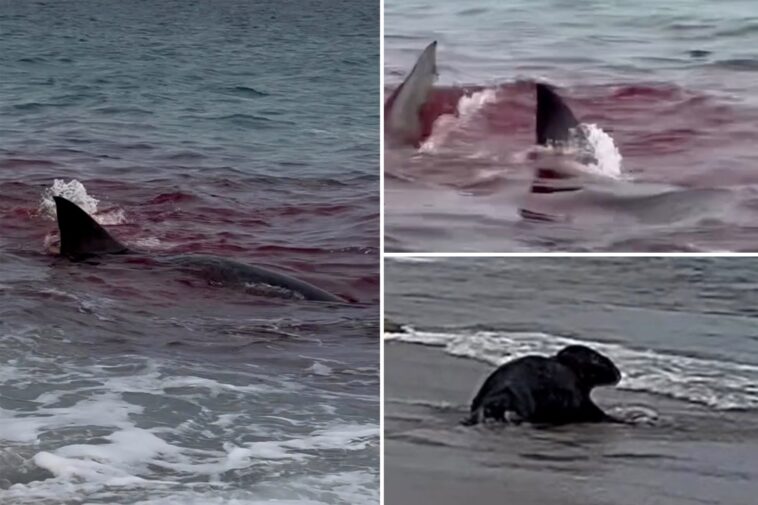 great-white-shark-tears-seal-apart,-turning-serene-nantucket-beach-into-bloodbath,-wild-video-shows