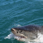 watch:-great-white-shark-seen-feasting-on-seal-off-coast-of-nantucket