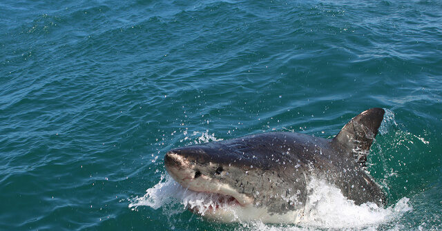 watch:-great-white-shark-seen-feasting-on-seal-off-coast-of-nantucket