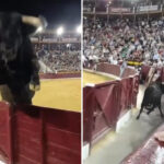 terrifying-moment-1,100-pound-bull-leaps-over-barrier-and-almost-gores-bullfighting-fans