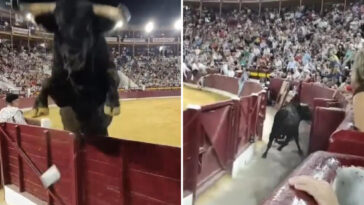 terrifying-moment-1,100-pound-bull-leaps-over-barrier-and-almost-gores-bullfighting-fans