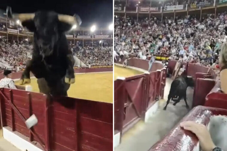 terrifying-moment-1,100-pound-bull-leaps-over-barrier-and-almost-gores-bullfighting-fans