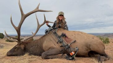 kristi-noem-poses-with-massive-dead-elk-in-graphic-bow-hunting-photos