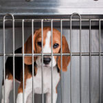 exclusive-–-white-coat-waste-project-reveals-oak-hill-genetics-shipped-over-1,500-hound-dogs-for-experimentation-including-to-labs-funded-by-nih