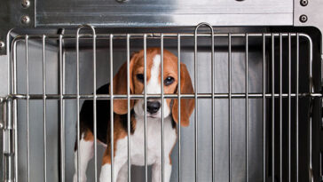 exclusive-–-white-coat-waste-project-reveals-oak-hill-genetics-shipped-over-1,500-hound-dogs-for-experimentation-including-to-labs-funded-by-nih