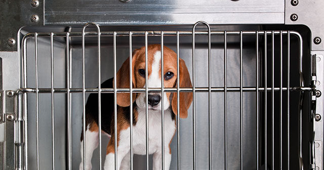 exclusive-–-white-coat-waste-project-reveals-oak-hill-genetics-shipped-over-1,500-hound-dogs-for-experimentation-including-to-labs-funded-by-nih