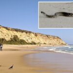 camouflaged-rattlesnake-caught-in-bizarre-dance-on-socal-beach-during-rare-encounter