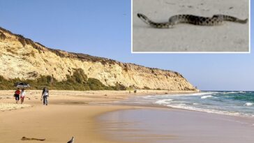 camouflaged-rattlesnake-caught-in-bizarre-dance-on-socal-beach-during-rare-encounter