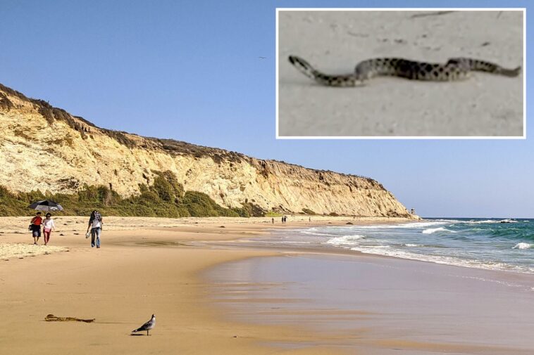 camouflaged-rattlesnake-caught-in-bizarre-dance-on-socal-beach-during-rare-encounter