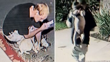 vile-moment-sicko-abuses-his-tiny-pug-at-posh-california-marina