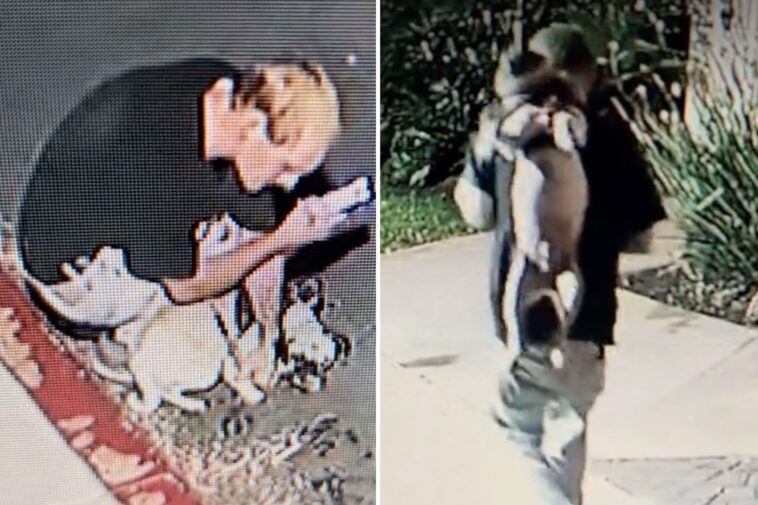 vile-moment-sicko-abuses-his-tiny-pug-at-posh-california-marina