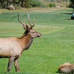 bull-elk-in-colorado-nicknamed-‘smash’-is-chasing-off-trucks-and-golf-carts