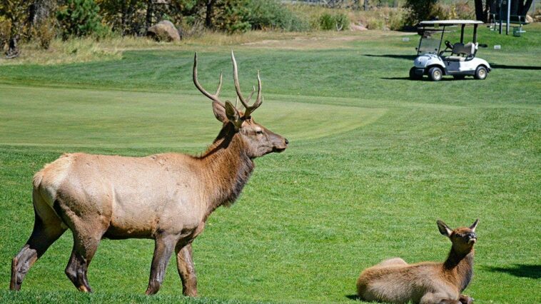 bull-elk-in-colorado-nicknamed-‘smash’-is-chasing-off-trucks-and-golf-carts
