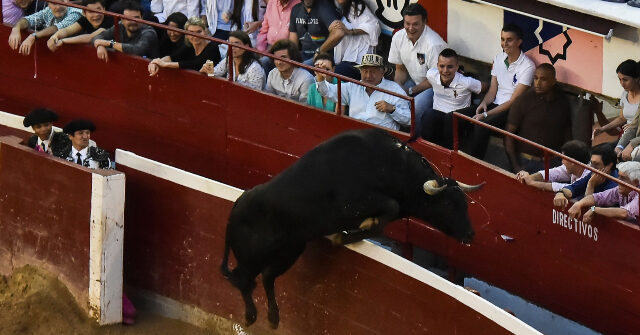 watch:-1,100-pound-bull-jumps-over-barrier,-almost-gores-fans-at-spanish-bullfighting-fair