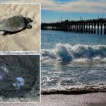 rare-sea-turtle-lays-eggs-on-oc-beach-for-the-first-time-in-history-as-experts-monitor-‘abnormal-behavior’