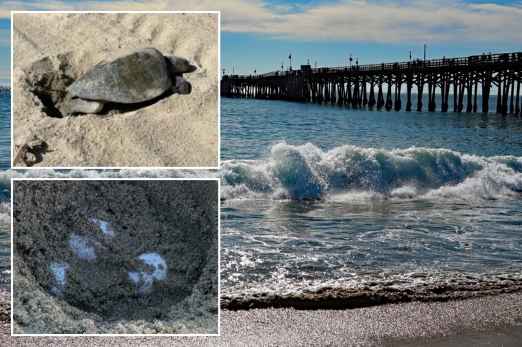 rare-sea-turtle-lays-eggs-on-oc-beach-for-the-first-time-in-history-as-experts-monitor-‘abnormal-behavior’