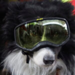 watch:-statue-unveiled-of-hero-border-collie-that-rescued-26-people-after-venezuela-earthquake