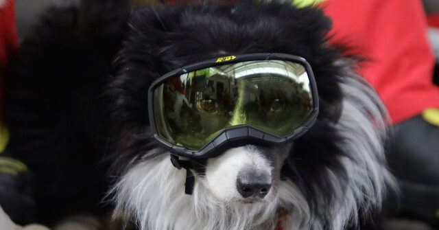 watch:-statue-unveiled-of-hero-border-collie-that-rescued-26-people-after-venezuela-earthquake
