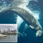 third-beluga-whale,-osiris,-dies-at-chicago-aquarium-—-after-rescue-from-shuttered-canada-marine-park