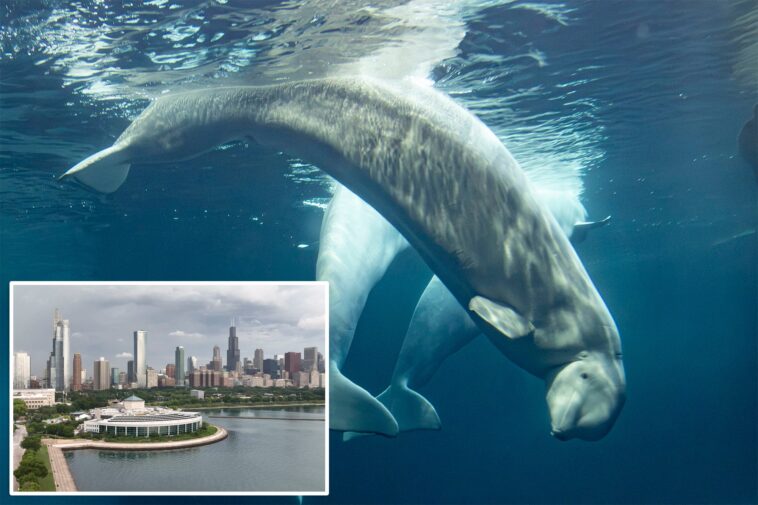 third-beluga-whale,-osiris,-dies-at-chicago-aquarium-—-after-rescue-from-shuttered-canada-marine-park