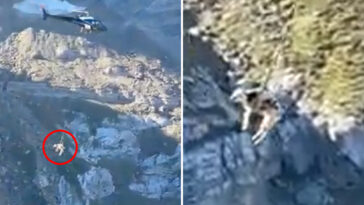 wild-moment-a-trapped-cow-is-airlifted-from-french-mountain-after-getting-stuck-in-mud