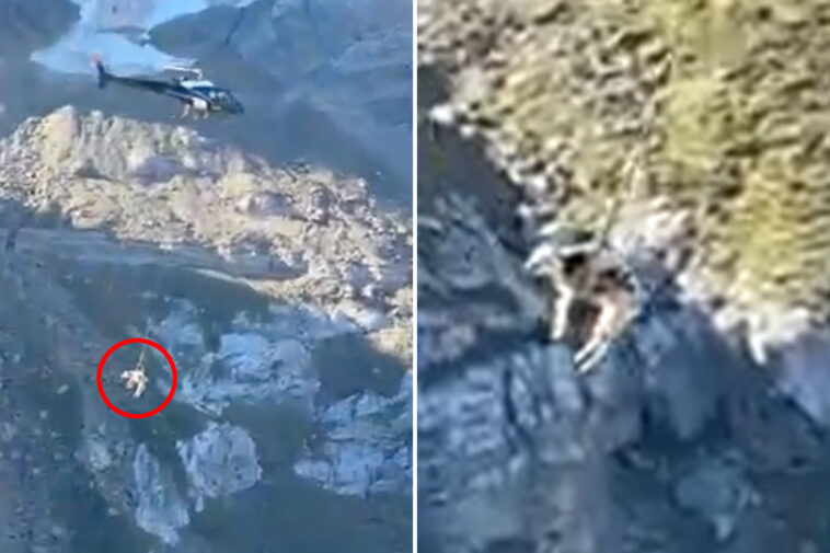 wild-moment-a-trapped-cow-is-airlifted-from-french-mountain-after-getting-stuck-in-mud