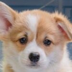 rep.-nancy-mace-moves-to-ban-lab-puppy-mills-after-white-coat-waste-tracks-1,500-dogs-sent-into-taxpayer-funded-experiments